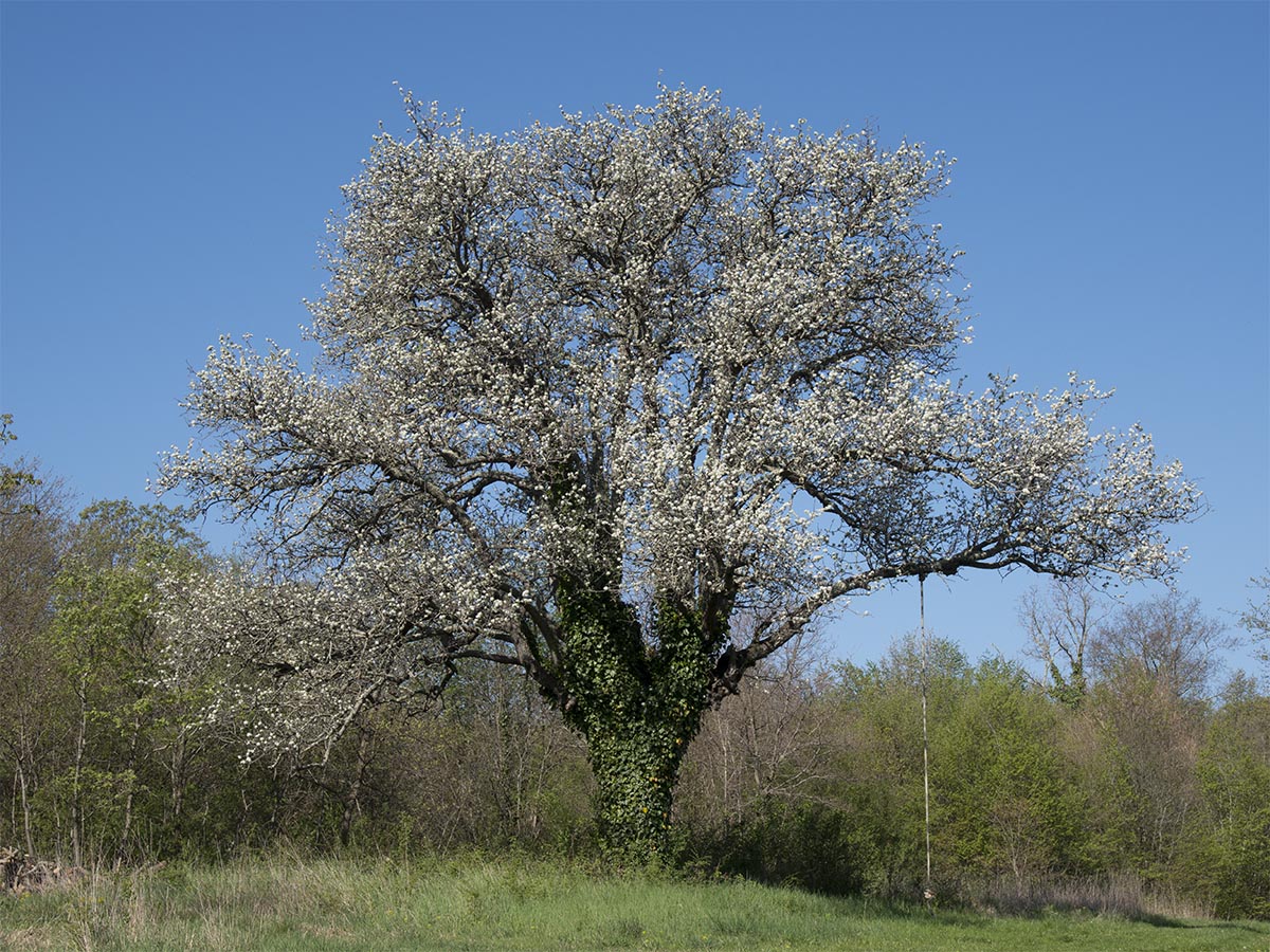 Habitus, bl&uuml;hend